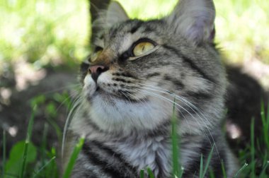 Bahçedeki çimlerin yapraklarında büyük sarı gözlü gri bir kedi oturuyor. Kürk, kedi portresi, yüz, ağızlık, burun.
