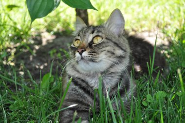 Bahçedeki çimlerin yapraklarında büyük sarı gözlü gri bir kedi oturuyor. Kürk, kedi portresi, yüz, ağızlık, burun.