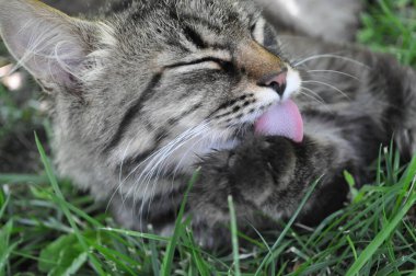 Bahçedeki çimlerin yapraklarında büyük sarı gözlü gri bir kedi oturuyor. Kürk, kedi portresi, yüz, ağızlık, burun.