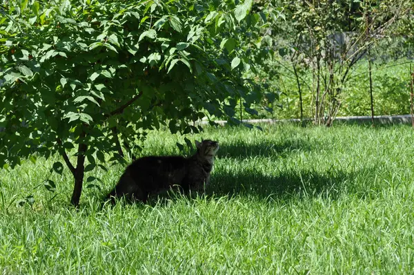 Bahçedeki çimlerin yapraklarında büyük sarı gözlü gri bir kedi oturuyor. Kürk, kedi portresi, yüz, ağızlık, burun.