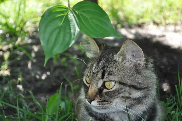 Bahçedeki çimlerin yapraklarında büyük sarı gözlü gri bir kedi oturuyor. Kürk, kedi portresi, yüz, ağızlık, burun.
