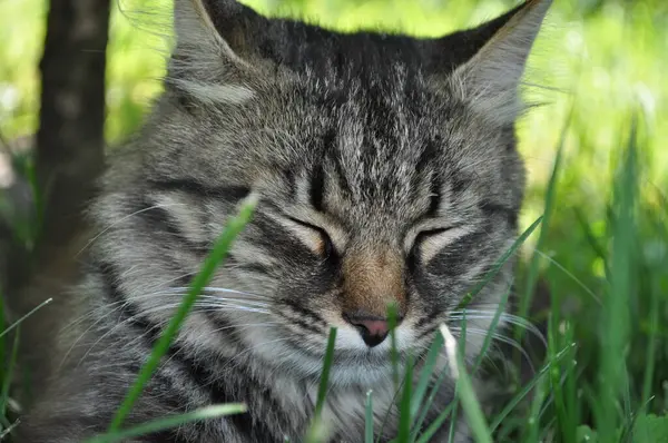 Bahçedeki çimlerin yapraklarında büyük sarı gözlü gri bir kedi oturuyor. Kürk, kedi portresi, yüz, ağızlık, burun.