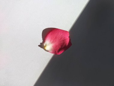 Keskin gölgeli, açık arkaplanda tek bir gül yaprağı. Minimalizm, aydınlık ve karanlığın karşıtlığı, basitlik ve doğal güzellik estetiği.