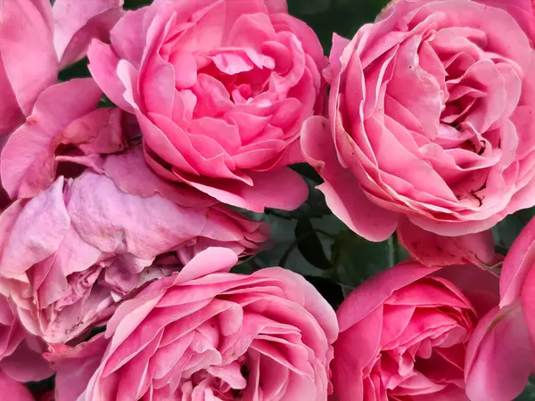 Zarif katmanlı taç yapraklarıyla dolu canlı pembe güllerin yakın çekimi doğal güzelliği ve dokusunu sergiliyor..