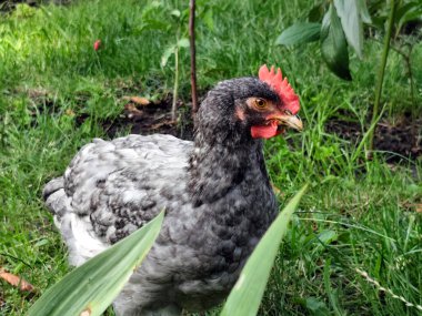 Bahçedeki yeşil çimlerin üzerinde kırmızı taraklı gri bir tavuğun yakın çekimi. Detaylı tüylü ve canlı yaz arkaplanlı doğal doğa sahnesi.