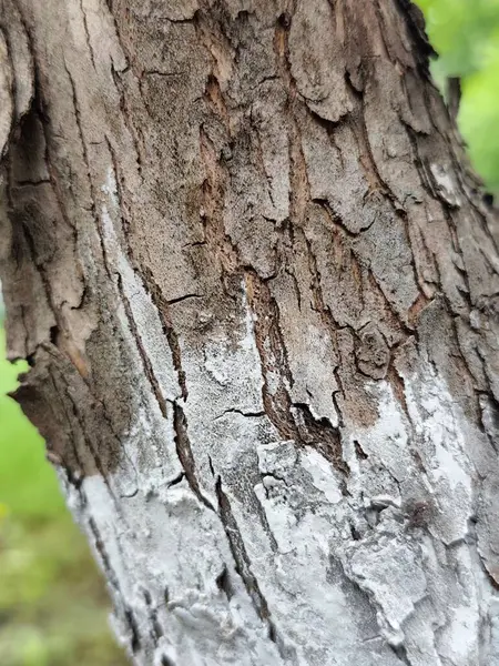 Korunmak için boyayla kaplanmış bir ağaç gövdesine yakın plan. Bahçe işlerinde haşereleri ve güneş hasarlarını önlemek için kullanılan geleneksel kireç kaplama. Doğal ortamda mevsimlik ağaç bakımı.