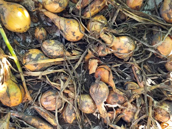 Kurumuş saplı taze soğan ve toprak kalıntıları güneş ışığının altında bir yığın halinde duruyor..