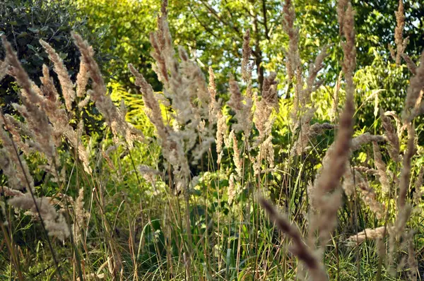 Kuru kabarık çimenler vahşi doğada büyüyor, yeşil orman arka planı yazın sıcak güneş ışığıyla aydınlatılıyor..