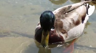 Yiyecek aramak için gölde yüzen ördeğin yakın çekimi. Kuş gölde, nehirde yüzer. Suda yıkanmak. Ördek suda yüzüyor.