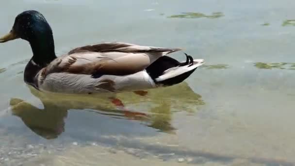 湖で泳ぐアヒルのクローズアップは 食べ物を求めて 鳥は湖で泳いでいる 水で入浴する 水に浮かぶダック — ストック動画