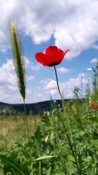 Červený Mák Houpe Větru Zelené Louce Rostou Máky Rozmazané Pozadí — Stock video