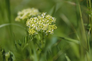 Close up of White flowers hoary cress Lepidium draba. Flowering arrow cress in spring clipart