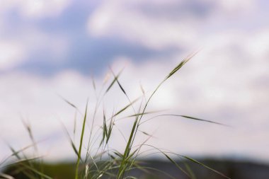Bulutlu gökyüzüne karşı güneş ışığı ve düşük açılı perspektifli yabani otlar yükselir. Çayırdaki çiviler rüzgarı şişirir. Tüy Çimi. Avrupa, Almanya, Bavyera. Uzayı kopyala Seçici odak