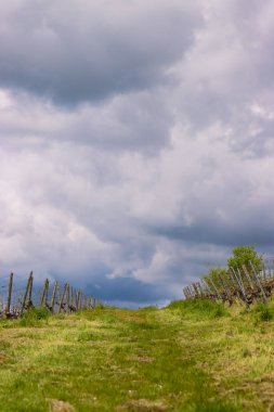 Üzüm tarlasında üzüm bağlarının arasından geçen yolun manzarası. Bulutlu gökyüzü. Wurzburg, Franconia, Almanya. Arkaplan, duvar kağıdı
