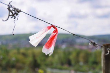 Asma filizi. Tendril detay, sarmaşıkları kes ve kılavuz teldeki beyaz kırmızı bant. Wuerzburg, Franconia, Bavyera, Almanya 'daki üzüm bağları. Bokeh. Seçici odaklanma. Boşluğu Kopyala