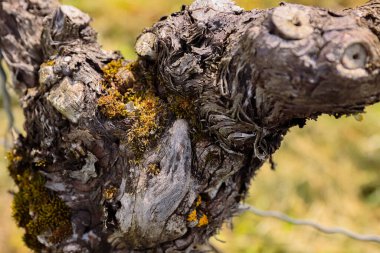 Güzel üzüm kabuğu dokusu. Sarmaşık gövdesine yakın çekim. Üzüm kabuğu. Bir sürü eski üzüm bağı. Arka plan bulanık. Tahta doku. Seçici odak.