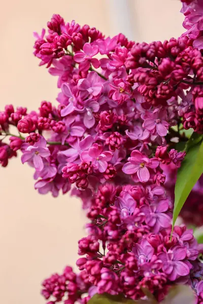 Lilac bush with big flowers. Lilac branch bloom. Bright blooms of spring lilacs bush. Spring pink lilac flowers close-up on blurred background. Side view. Copy space. Selective focus