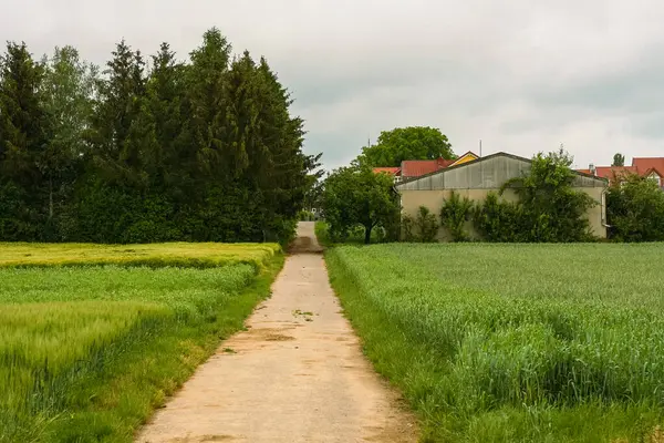 Country road going between green fields. Cloudy day in the village. Farmhouse on the edge of the fields. The field road leads to the barn and farm. European rural landscape