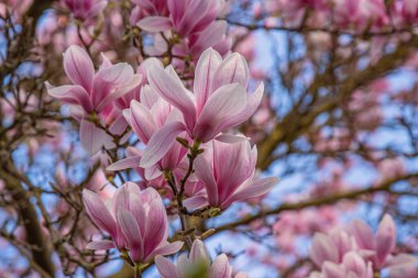 Pembe manolya çiçeklerine ve tomurcuklarına yakın çekim. Magnolia soulangeana mavi gökyüzüne karşı. Manolya dalları. Bir sürü çiçek. Boşluğu kopyala.