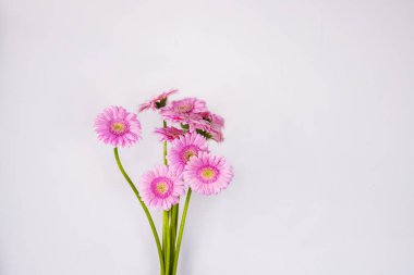 Pembe Gerbera 'ya yakın, uzun yeşil saplı çiçekler. Bahar buketi. Transvaal papatyalar. Beyaz arka planda izole edilmiş mor papatya çiçeği. Yan görüş. Uzayı kopyala Seçici odak