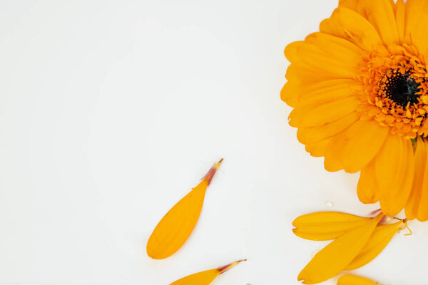 Detail, half crop of daisy flower head with fallen yellow petals laying on white background. Isolated Calendula, marigold flower. Creative minimalistic simple design concept. Close-up. Selective focus