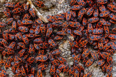 Kundakçı Pyrrhocoris apterus. Pyrrhocoridae familyasının yaygın böceği. Ağaç kabuğundaki büyük kundakçı grubunun toplu davranışları. Doğanın sırtı. Üst Manzara. Kapatın. Seçici odak