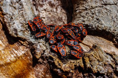 Kundakçı Pyrrhocoris apterus. Pyrrhocoridae familyasının yaygın böceği. Ağaç kabuğundaki büyük kundakçı grubunun toplu davranışları. Doğanın sırtı. Üst Manzara. Kapatın. Seçici odak