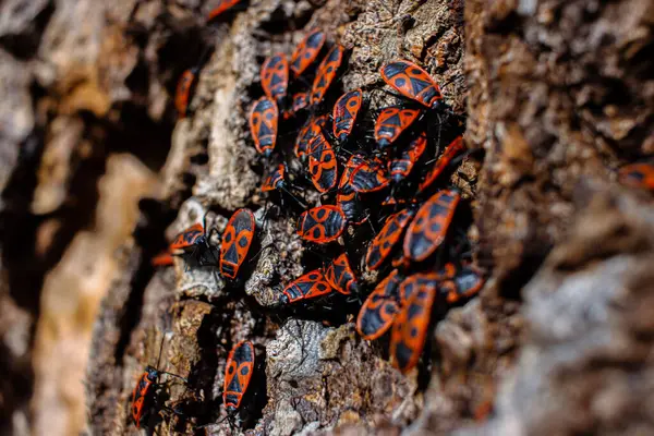 stock image The firebug Pyrrhocoris apterus. Common insect of the family Pyrrhocoridae. Aggregation behavior of the big group of firebugs on the tree bark. Nature backgroun. Top view. Close up. Selective focus