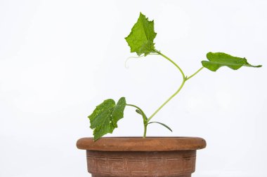 Serada yetişen kahverengi çömlekte bebek salatalık tohumları. Kabak tohumları ekmeye hazır. Beyaz arka planda yaprakları olan filizlenme dalı. Yakın plan. Yan görüş. Boşluğu kopyala