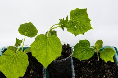 Plastik kaplarda yetişen genç yeşil kabak kabağı ve salatalık filizlerini kapatın. Bahçıvanlık hobisi. Sera hayatı. Beyaz arka planda izole edilmiş. Boşluğu Kopyala