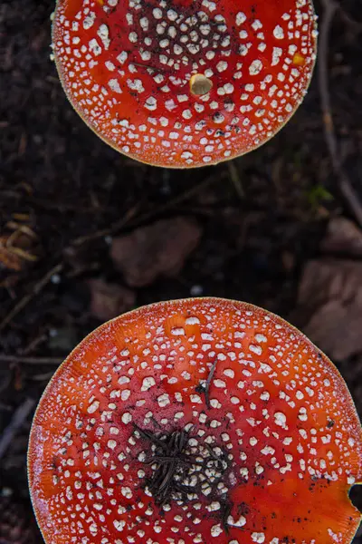 stock image Two caps of fly agaric, or fly amanita (Amanita muscaria), a poisonous and psychoactive mushroom. Top view of small group of fungi pileus in a autumn season forest in Spessart Germany. Macro close up