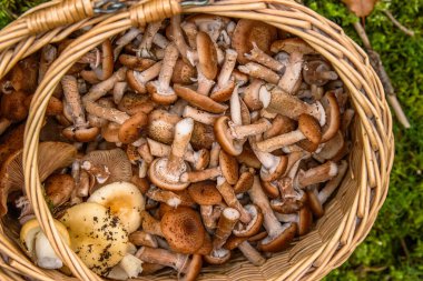 Armillaria mellea, bal mantarı, yenilebilir bir bazidiyomicete mantarıdır. Güdük mantar, güdük, pembemsi ya da pembemsi sepeti ormanda, yosun zemininde. Üst Manzara. Yaklaş, makro..