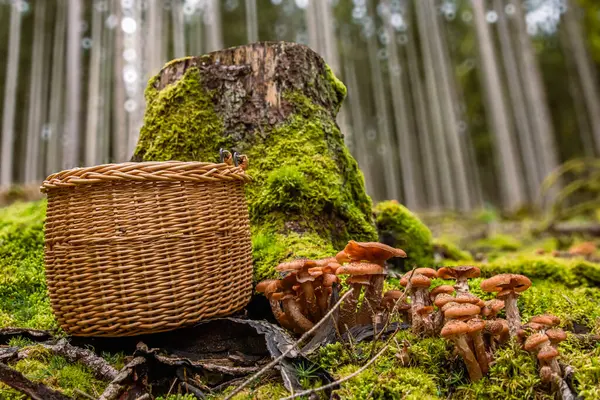 stock image Armillaria mellea, honey fungus, is an edible basidiomycete fungus. Stump mushroom, stumpie, pipinky or pinky in wicker basket in nature in forest on the moss ground. Close up, macro. Selective focus