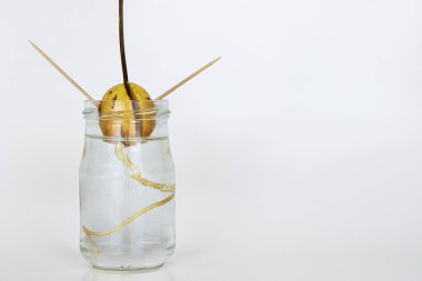 Cam kavanozdaki tohumdan çıkan avokado ağacı. Kürdan metodu. Kök ve filizler ve suyla birlikte cam yapraklar. Avokado bitkisi yetiştiriyorum. Kapatın. Uzayı kopyala Beyaz arkaplanda izole edilmiş.