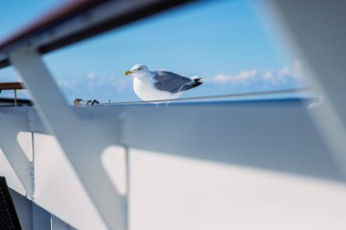 Güzel martı güvertede sabırla yiyecek bekliyor, Baltık Denizi 'ni izliyor. Arka planda mavi gökyüzü manzarası. Kuşlar ve vahşi yaşam konsepti. Kapatın. Uzayı kopyala Seçici odak.