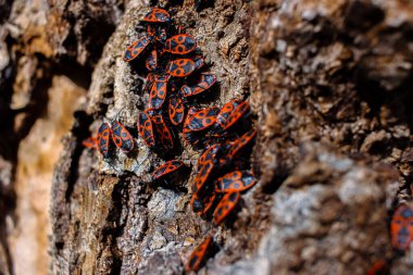 The firebug Pyrrhocoris apterus. Common insect of the family Pyrrhocoridae. Aggregation behavior of the big group of firebugs on the tree bark. Nature background. Top view. Close up. Selective focus clipart