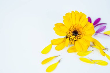 Close up of fading daisy flower head with fallen yellow pink petals laying on white background. Isolated Calendula, marigold. Creative minimalistic simple design concept. Selective focus. clipart