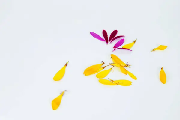 stock image Fallen petals. Hot pink, yellow lobes of African daisy gerbera flower isolated on white background with beautiful shadow reflection. Creative layout. High resolution. Selective focus. Copy space