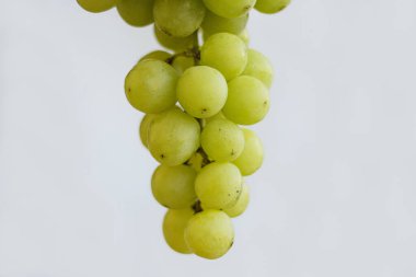 Close up of hanging green grapes branch isolated on the white background. White grape bunch. Copy space.  Selective focus clipart