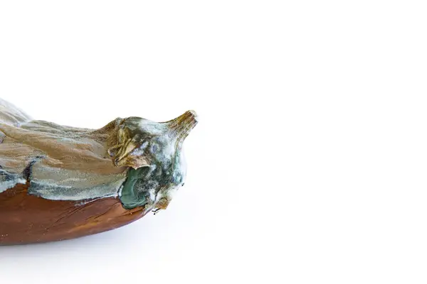 stock image Close-up view of a moldy spoiled eggplant, with effects of decay and fungal growth. The vegetable  skin is discolored and covered in white mold. Isolated on white background. Copy space. Includes path