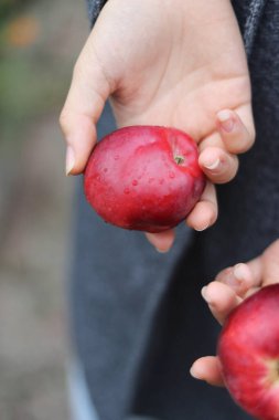 Kadının elinde iki kırmızı elma var. Elma tutan genç bir kız. Kız gri ceket giyiyor. Arka planda toprak var.