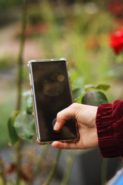 Genç bayan elinde akıllı telefonuyla çiçeklerin üzerindeki su damlalarının fotoğrafını çekiyor. Mobil fotoğrafçılık konsepti. Akıllı telefonla fotoğraf çekmek. Akıllı telefon fotoğrafçılığı.