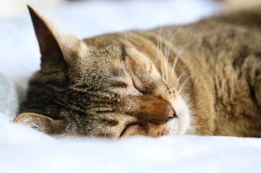 Kedi yatakta baş aşağı uyuyor..