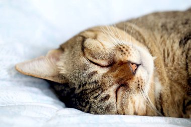 Kedi yatakta baş aşağı uyuyor..
