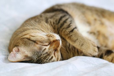 Kedi yatakta baş aşağı uyuyor..