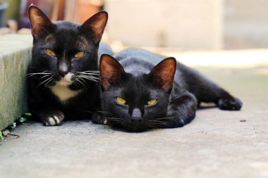 Bir çift tembel siyah kedi yerde yatıyor. 