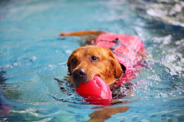 Golden Retriever can yeleği giyiyor ve havuzda oyuncak tutuyor. Köpek yüzme.