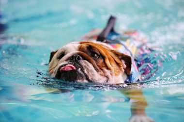 İngiliz Bulldog can yeleği giyiyor ve havuzda yüzüyor. Köpek yüzme.