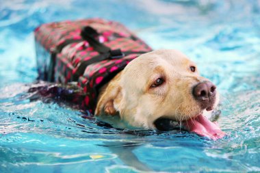 Labrador Retriever can yeleği giyiyor ve havuzda yüzüyor. Köpek yüzmesi. Köpek gülümsüyor. Mutlu köpek..