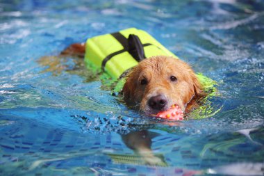Golden Retriever can yeleği giyiyor ve havuzda oyuncağı ağzında tutuyor. Köpek yüzmesi. Köpek topla oynuyor..